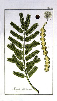 Acacia nilotica subsp. adstringens