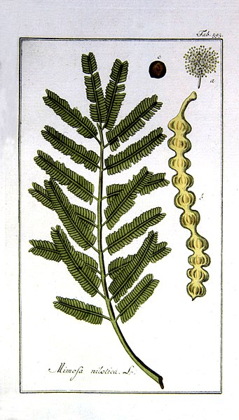 Ficheiro:Acacia-nilotica.jpg