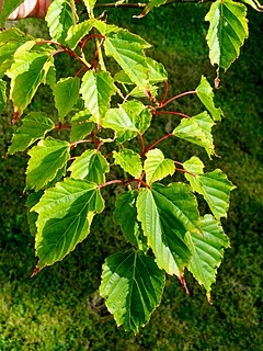 <i>Acer morrisonense</i> Species of maple