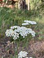 Achillea millefolium (55611784).jpg