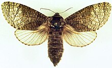 Acossus centerensis 3067083.jpg