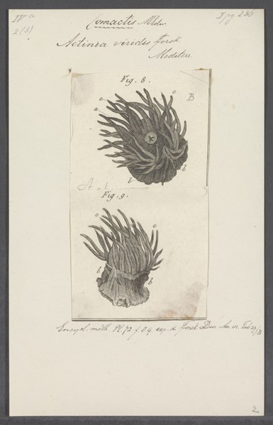 File:Actinia viridis - - Print - Iconographia Zoologica - Special Collections University of Amsterdam - UBAINV0274 109 05 0008.tif