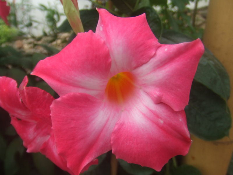 File:Adenium obesum2.jpg