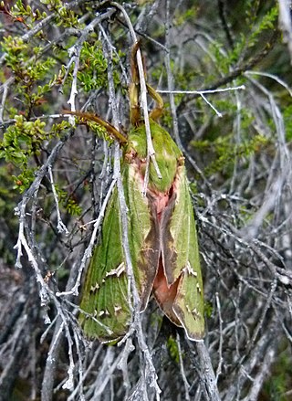 <i>Aenetus dulcis</i> Species of moth