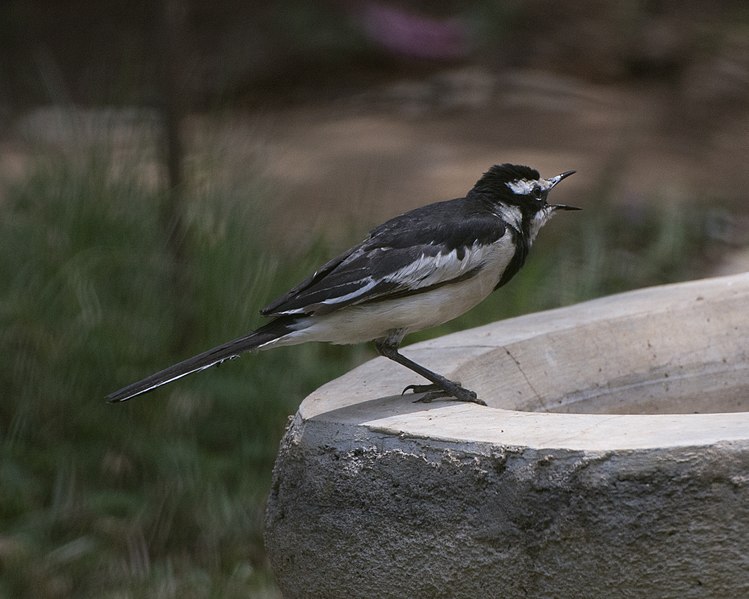 File:African Pied Wagtail (Motacilla aguimp) (21816311024).jpg