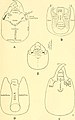 Head of soldier, dorsal and ventral views, A & B