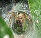 Agelena labyrinthica (Clerck, 1757) 1.jpg