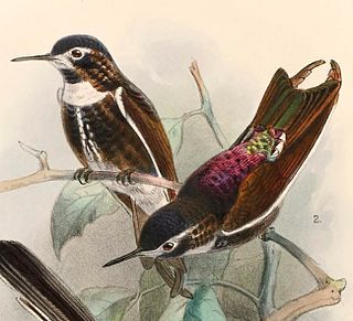 Purple-backed sunbeam Species of bird