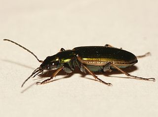 Agonum marginatum