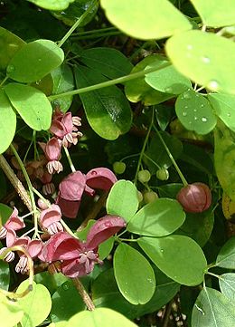 Penkialapė akebija (Akebia quinata)