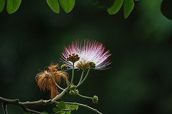 Samanea saman '​s flower
