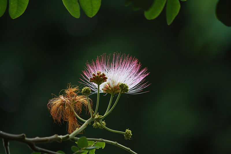 File:Albizia saman 0155.JPG