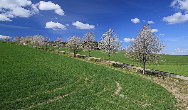 Allee. Auf dem Weg zum Ziegenberg in Zwönitz 2H1A2199WI