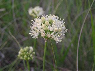 <i>Allium flavescens</i> Species of flowering plant