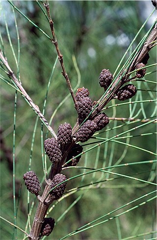 <i>Allocasuarina portuensis</i> Species of tree