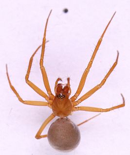 <i>Allomengea</i> Genus of spiders