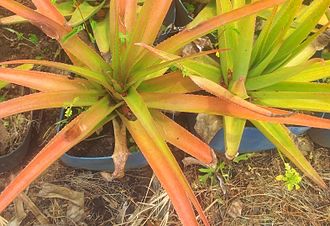 Aloe purpurea (left) with its redder, thinner, recurved leaves, compared to Aloe tormentorii (right), the other endemic Mauritian Aloe which has yellow-green, thicker, straighter leaves Aloe purpurea vs tormentorii - left to right - Mauritius 1.jpg