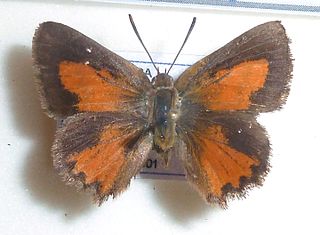 <i>Aloeides henningi</i> Species of butterfly