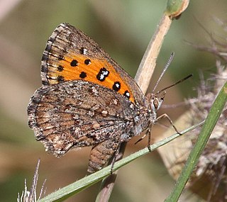 <i>Aloeides vansoni</i> species of insect