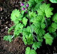 Alpenglöckchen (Cortusa matthioli)