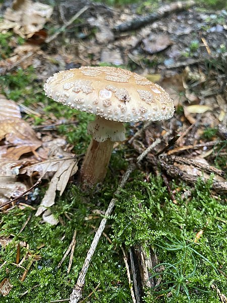 File:Amanita rubescens 146959651.jpg