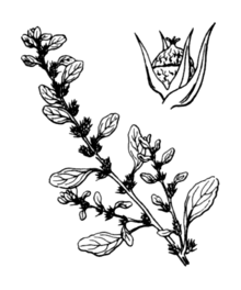 Amaranthus albus Coste 3067.png