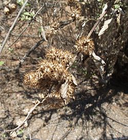 Ambrosia chenopodiifolia.jpg