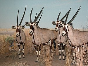 Diorama u Ejkli dvorani afričkih sisara