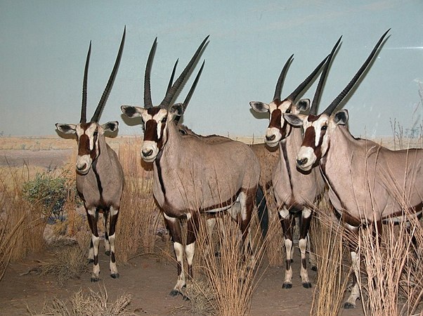 Diorama in Akeley Hall of African Mammals