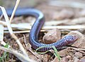 Amphisbènes et Typhlops (reptiles)