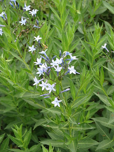 File:Amsonia orientalis (14501789996).jpg