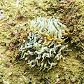 * Nomination Sea anemone (Aiptasia couchii), Arrábida Natural Park, Portugal --Poco a poco 07:44, 12 July 2022 (UTC) * Promotion  Support Good quality. --George Chernilevsky 08:38, 12 July 2022 (UTC)
