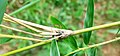 An ant on a bamboo tree.jpg