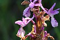 Anacamptis morio subsp. longicornu Portugal - Algarve