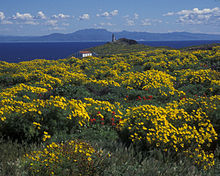 Coreopsis and a view of the Anacapa Island Light