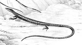 <i>Anadia ocellata</i> Species of lizard