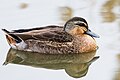 Pacific Black Duck (Anas superciliosa), Gould's Lagoon, Tasmania, Australia