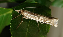 Ancylolomia tentaculella