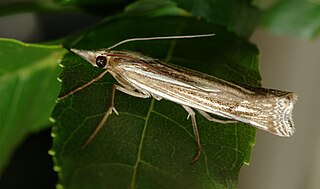 <i>Ancylolomia tentaculella</i> Species of moth