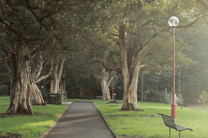 Anderson Park in Neutral Bay