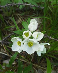 Anemonastrum crinitum 76340890.jpg