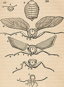 昆虫の頭部（C）、胸部（X, Y, Z）と腹部（B）の外骨格