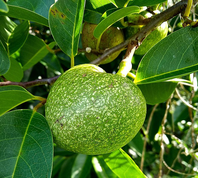 File:Annona glabra Fruit.jpg