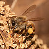 Lebah madu Apis mellifera