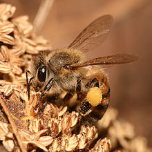 European honey bee collecting nectar and pollen Apis mellifera Tanzania.jpg