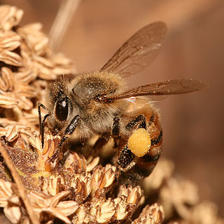 <span class="mw-page-title-main">Forage (honey bee)</span> Bee foraging