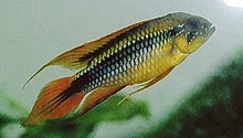 Un esemplare maschile di Apistogramma agassizi