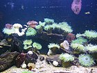 Aquarium de st malo - panoramio (1) .jpg