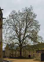 Miniatuur voor Vrijheidsboom van Bayeux