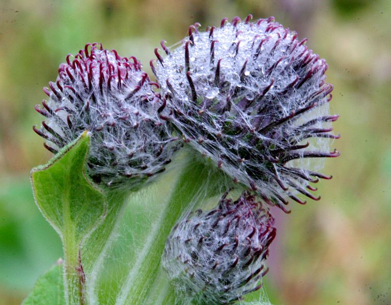 File:Arctium minus ENBLA04.jpg